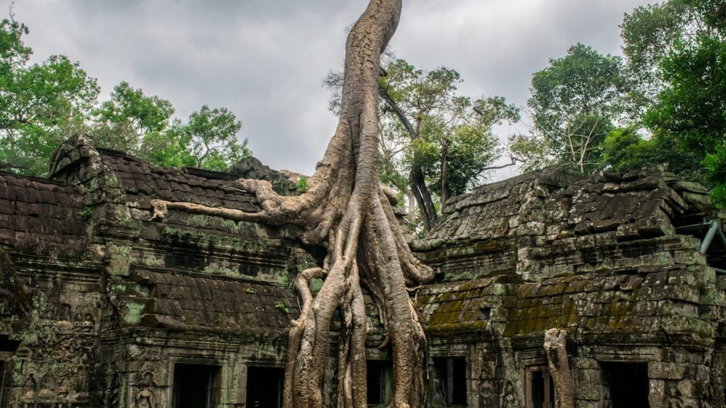 Baum in Angkor Wat